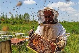 تولید 136 هزار تن عسل در کشور