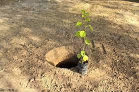 استفاده از ظرفیت آب سبز در طرح کاشت یک میلیارد درخت