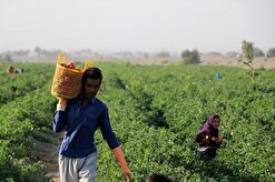 تدوین طرح «هزار نقطه آباد» برای آبادانی کشور به همت جهادگران خراسان رضوی