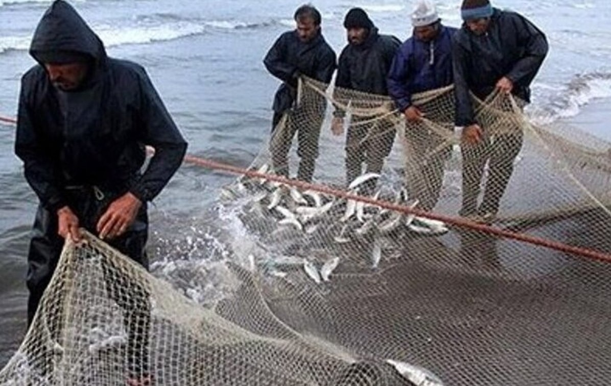 رشد 66 درصدی صید ماهیان استخوانی در آب‌های شمال کشور