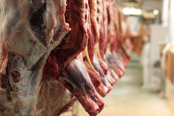 عرضه گوشت گوساله داخلی از امروز کیلویی 203 هزار تومان