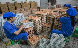 بزرگترین مزرعه تخم مرغ جهان را در چین ببینید
