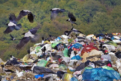 دپوی زباله قائم شهر در حاشیه «رودخانه تلار» / رهاسازی زباله‌های عفونی در نزدیکی رودخانه