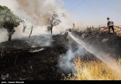 آتش سوزی مزارع و باغات حمیدیه استان خوزستان