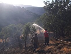 مهار آتش سوزی ۲ هکتار از جنگل‌های سردشت