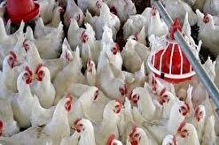 معرفی مرغدارانی که مرغ بالای ۴۳ روز را به کشتارگاه نفرستند به تعزیرات