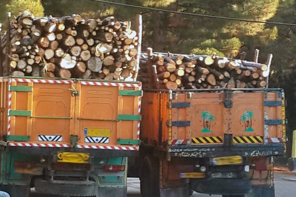 سنگینی دست قاچاقچیان چوب بر سر جنگل‌های ایران