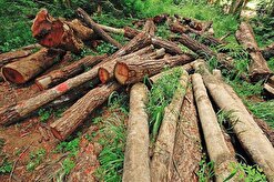 تکرار یک تراژدی تلخ / قاچاق چوب؛ زخم عمیق جنگل‌های زاگرس