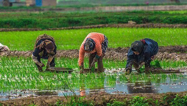 نارصایتی برنج کاران از بی توجهی دولت به آنها/تامین امنیت غذایی در گرو حمایت دولت
