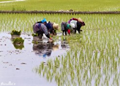 نارصایتی برنج کاران از بی توجهی دولت به آنها / تامین امنیت غذایی در گرو حمایت دولت
