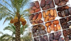 صادرات خرما سالانه۴۰۰ میلیون دلار برای کشور ارزآوری دارد