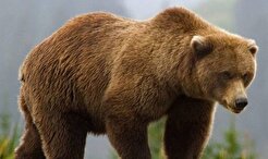 تهیه نقشه ژنتیکی خرس قهوه‌ای در کشور