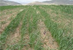 باران به کشاورزی کهگیلویه و بویراحمد خسارت زد
