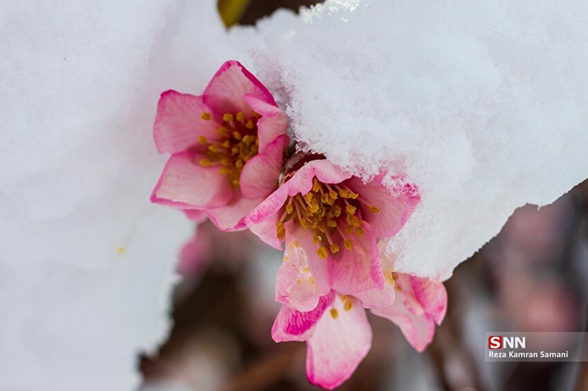 شکوفه‌های بهاری در زمستان / شهرستان سامان
