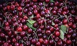 آلبالو در میادین و بازار‌های میوه و تره بار ۴۰ هزار تومان عرضه می‌شود