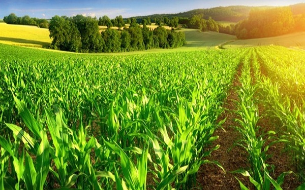 کارخانه پرتودهی محصولات کشاورزی احداث می‌شود