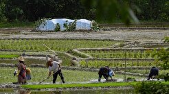 سال زراعی جدید در بی‌خبری کشاورزان از قیمت‌های تضمینی آغاز می‌شود