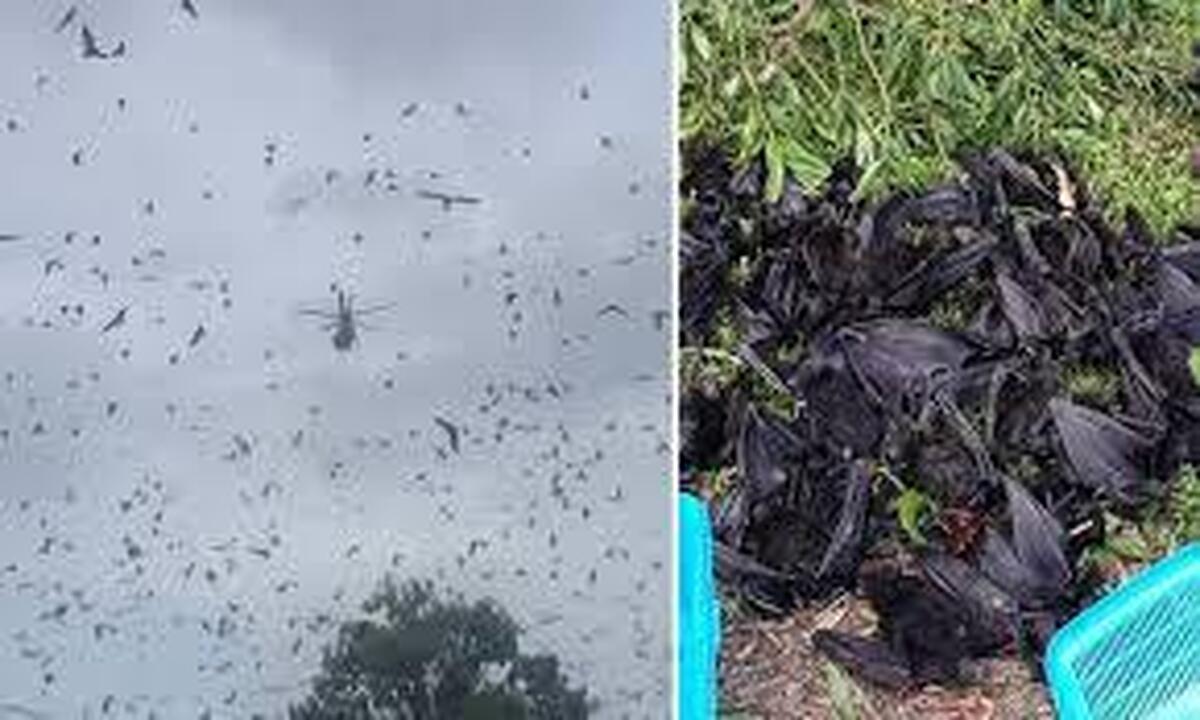 حمله خفاش ها به شهری در جنوب شرقی استرالیا
