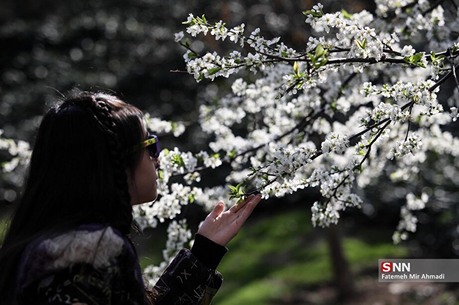 شکوفه‌های بهاری تهران در روز طبیعت