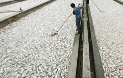 بازگشت ۲۰ واحد راکد پرورش ماهی به چرخه تولید