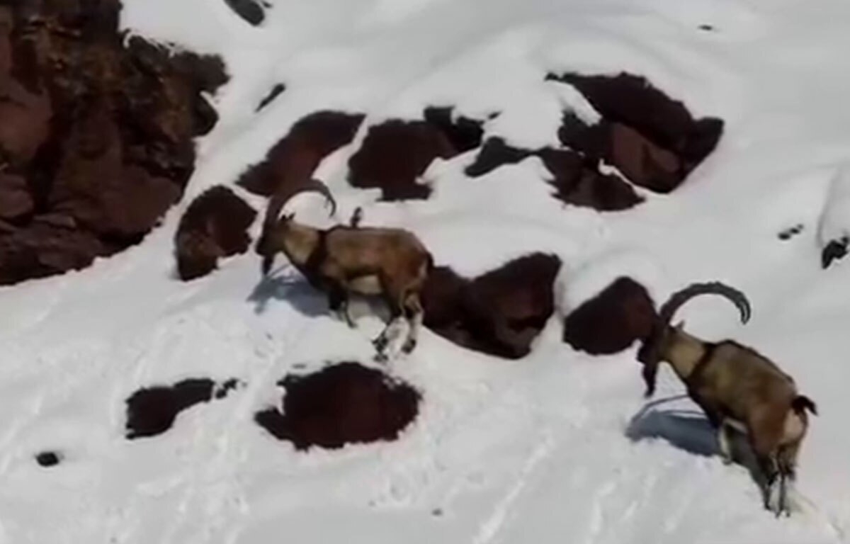 پرسه‌زنی بز‌های کوهی در ارتفاعات برفی طالقان