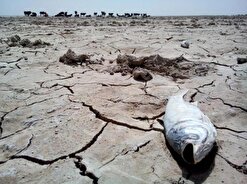 احیای تالاب جازموریان نیازمند عزم ملی و توجه ویژه رییس جمهور / آیا قلب جازموریان مجددا می تپد؟