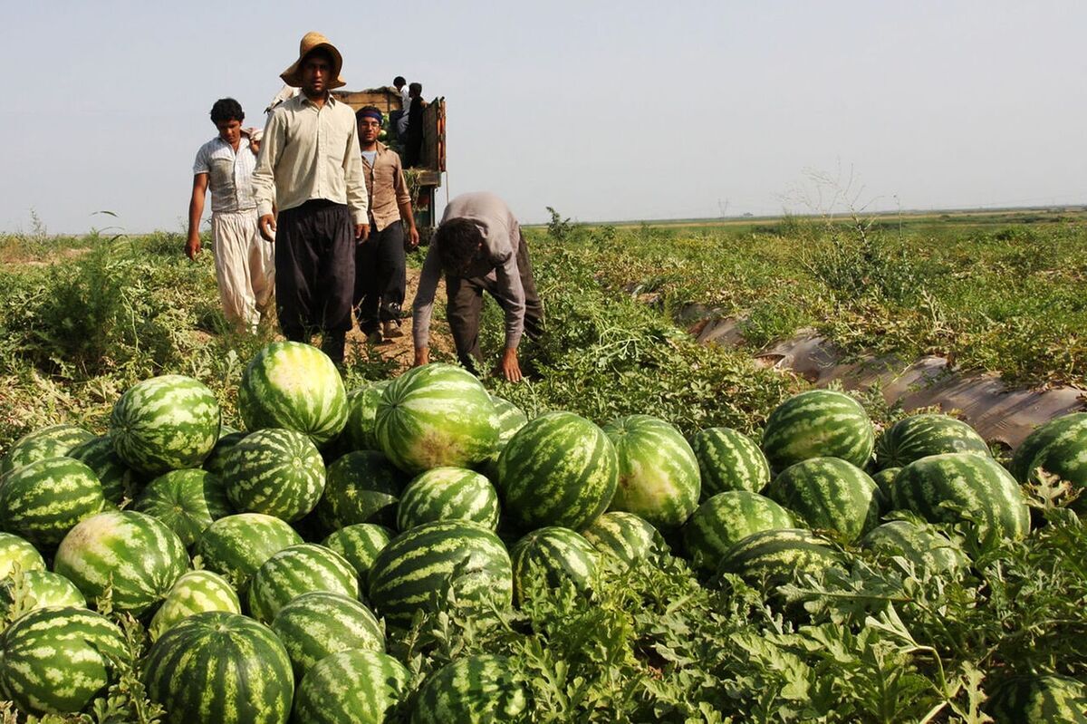 سفر مسعود پزشکیان به خوزستان؛ فرصتی برای احیای کشاورزی استان