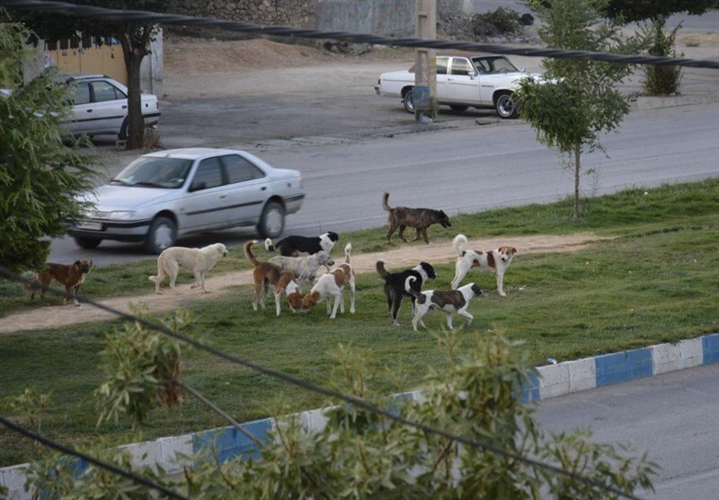 محل بازی سگ‌ها، ورود کودکان ممنوع!