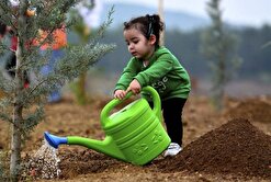 توزیع ۲۵۰ هزار اصله نهال رایگان در گلستان