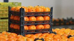 تأمین ۱۱۰ تن میوه شب عید در کهگیلویه و بویراحمد / راه‌اندازی ۳۴ غرفه توزیع