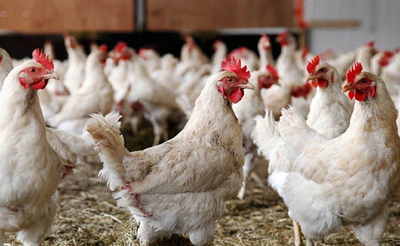 افزایش ضریب امنیت غذایی ایرانیان با خودکفایی در تولید لاین مرغ آمین
