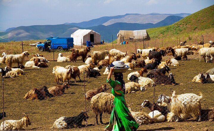 63.5 درصد افزایش قیمت هر کیلوگرم شقه گوسفند در یک سال