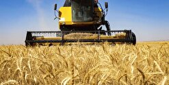 خرید ۵ هزار تن گندم از کشاورزان خراسان جنوبی
