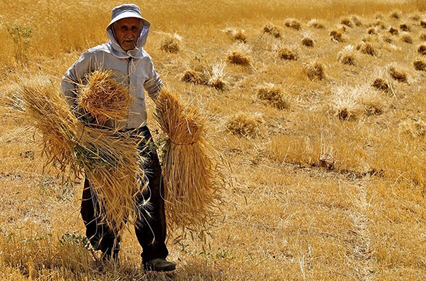 ۵۳ همت از مطالبات گندمکاران پرداخت شد/ افزایش ۱۱ درصدی خرید تضمینی گندم