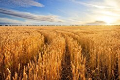 ۵۲ هزار تن گندم از کشاورزان استان سمنان خریداری شد