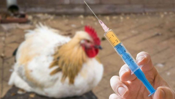 آنتی‌ژن آنفلوانزای فوق حاد پرندگان (H ۵) برای نخستین بار در کشور توسط پژوهشگران موسسه رازی تولید شد