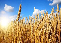 ۹ میلیون تن گندم در کشور خریداری شد