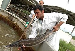 مزارع ۱۰۰ هکتاری ماهی خاویاری با آب دریا در گلستان  