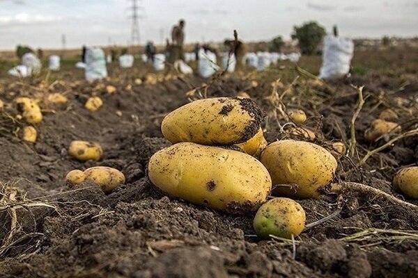 سنجش باقیمانده تمامی سموم محصولات کشاورزی در کشور