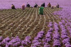 ۶۰۰ هکتار از اراضی کشاورزی استان سمنان به کشت زعفران اختصاص دارد