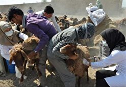 طاعون نشخوارکنندگان کوچک در خراسان جنوبی ریشه کن شد