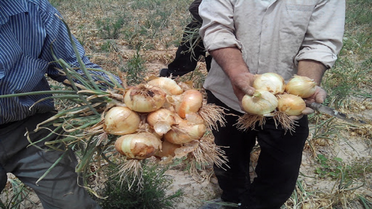 برداشت ۱۲۰ هزار تن پیاز از مزارع استان زنجان آغاز شد