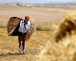 ۹۳ درصد از مطالبات گندمکاران پرداخت شد