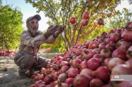 برداشت انار از باغات اطراف شیراز