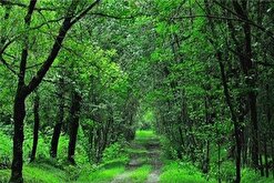 ۲۵ هزار هکتار جنگل بر باد می‌رود؟ / «وقف»؛ حربه جدید جنگل‌خواران گلستان