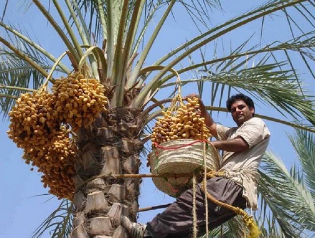 چرا با وجود ۸ استان خرماخیز در وزارت جهاد کشاورزی سازمان نخیلات نداریم؟//منتشر نشود