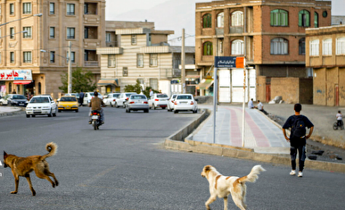 ۱۶۷ مورد حیوان گزیدگی در کردستان در 14 روز