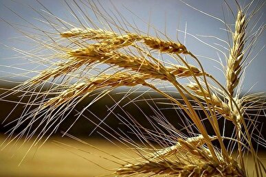 پیش‌بینی برداشت ۹۰ هزارتن گندم از مزارع شهرستان حمیدیه