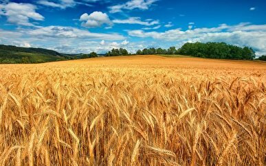 پیش‌بینی تولید یک میلیون تن گندم در کرمانشاه