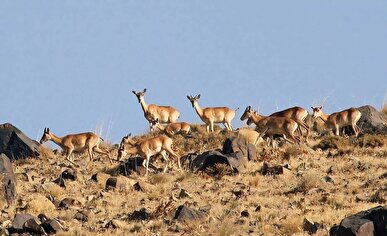 آغاز سرشماری جامع حیات وحش در منطقه حفاظت‌شده دنا با مشارکت ۱۰۰ محیط‌بان